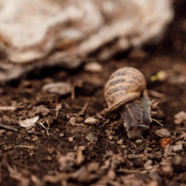 snail walking across soil