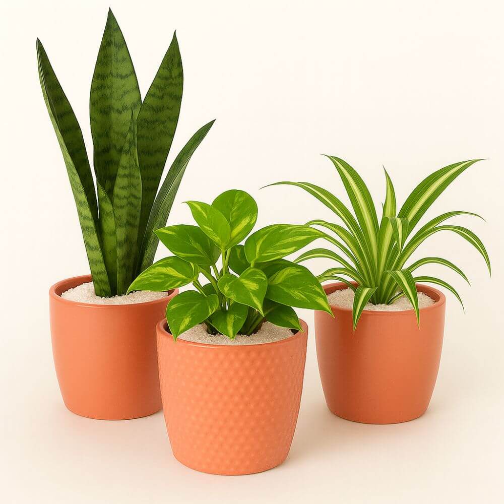 Three potted plants in terracotta pots on a light background