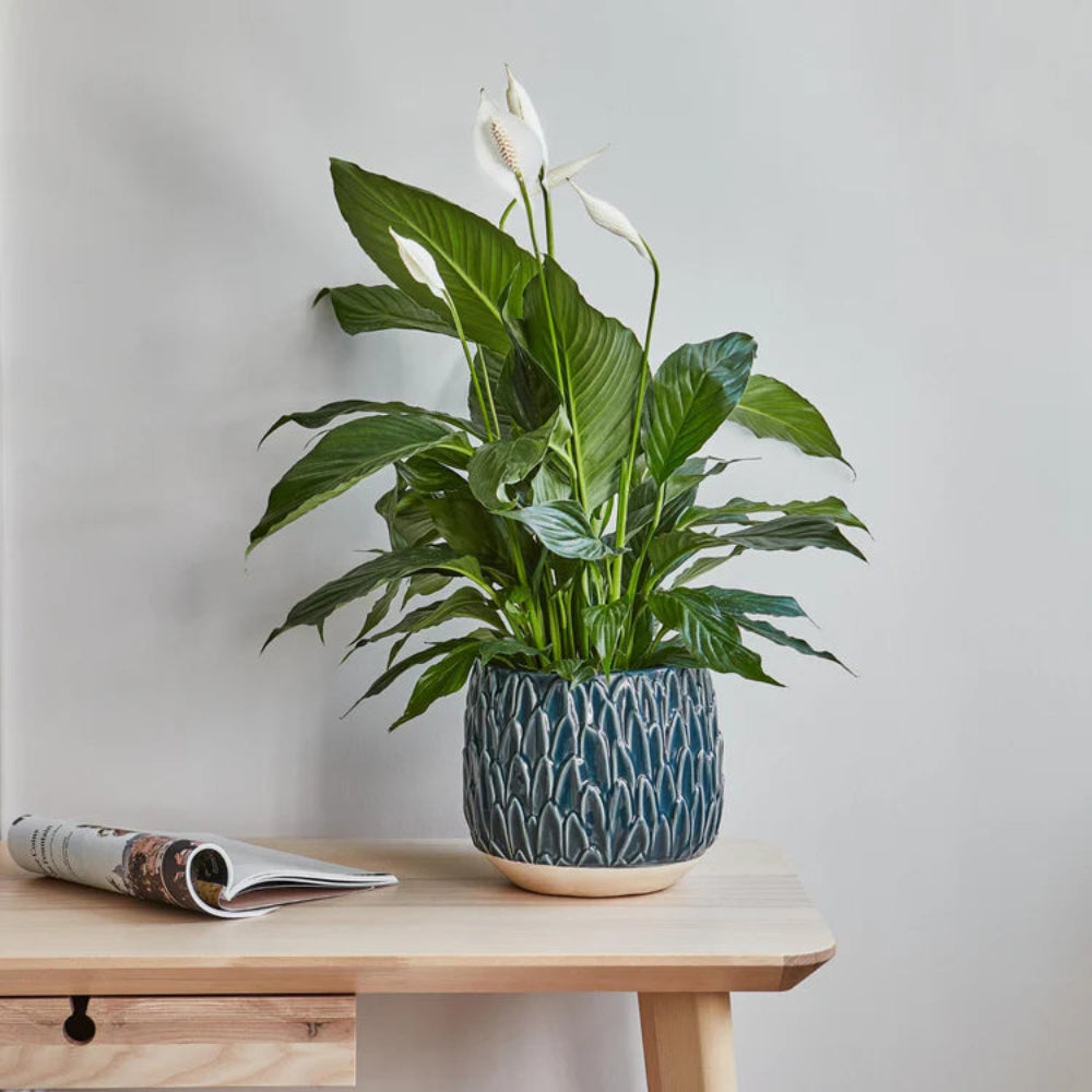 indoor teal leaf embossed plant pot