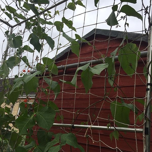 jute nettting with beans growing