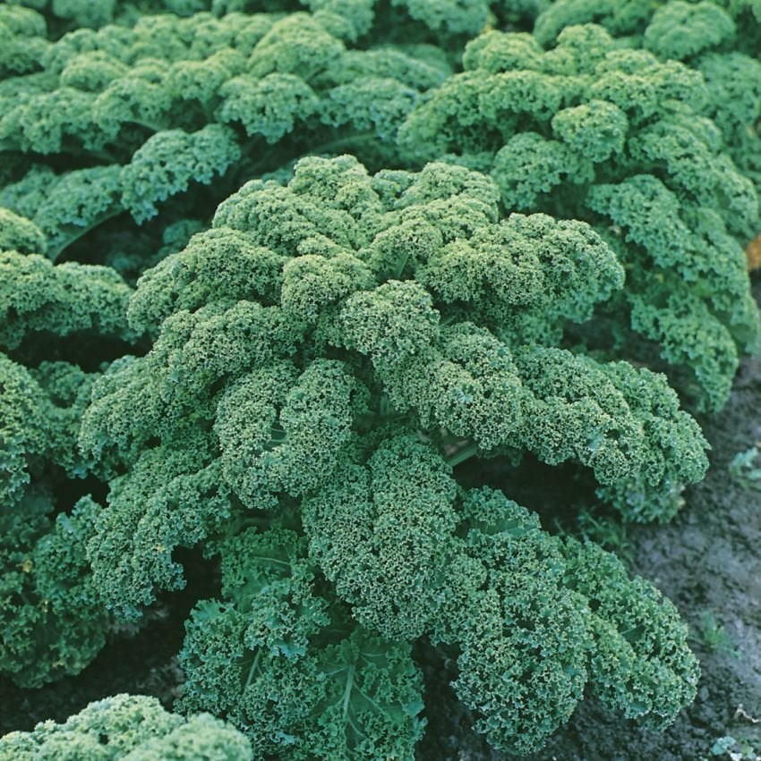 A close-up image of a kale plant with dense, green leaves.