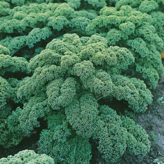A close-up image of a kale plant with dense, green leaves.