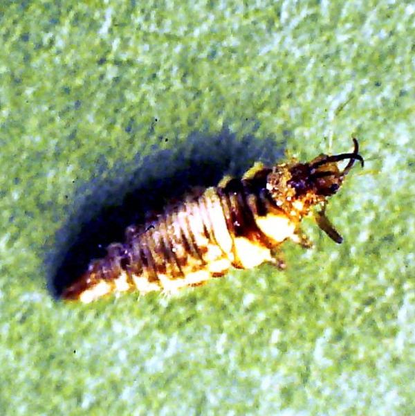 A single lacewing larva on a green background.
