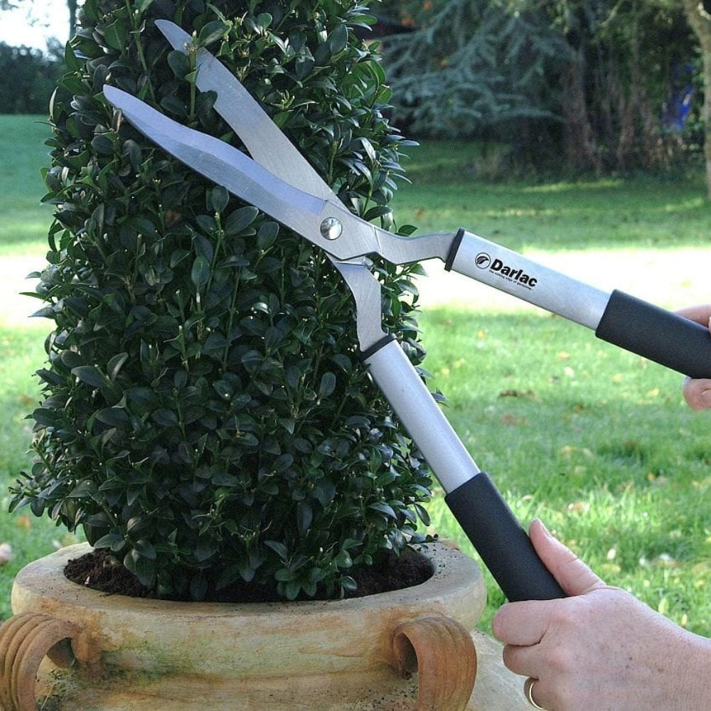 ladies lightweight shears pruning topiary in garden