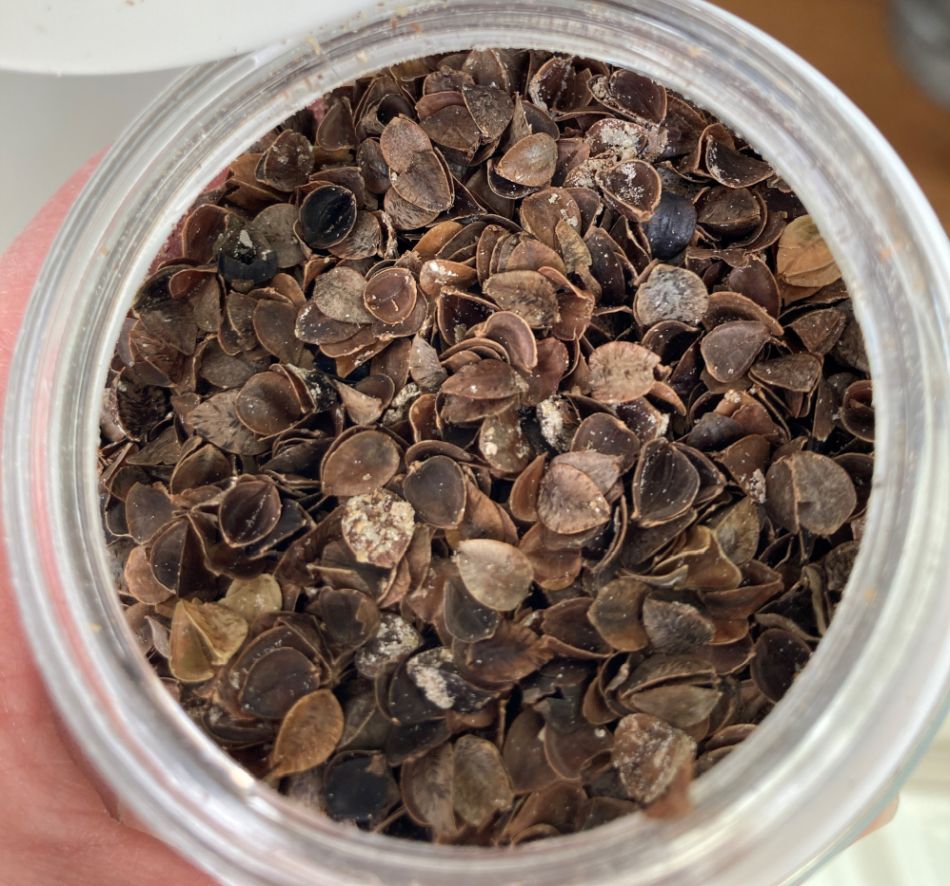 Ladybird larvae in shells in jar