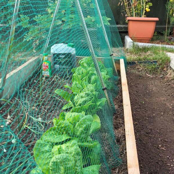 Vegetable Cage A Frame with garden netting