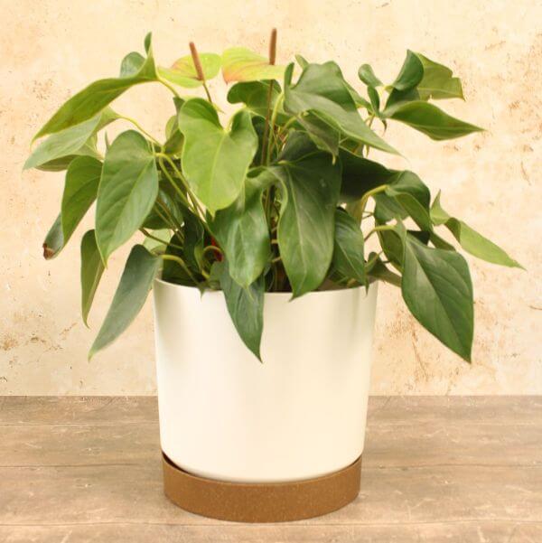 White plant pots with plants, placed on a wooden surface against a textured wall.