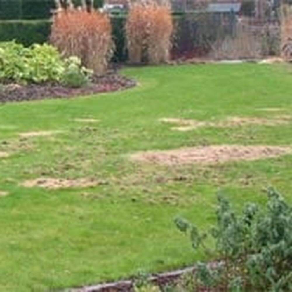 leatherjacket lawn damage