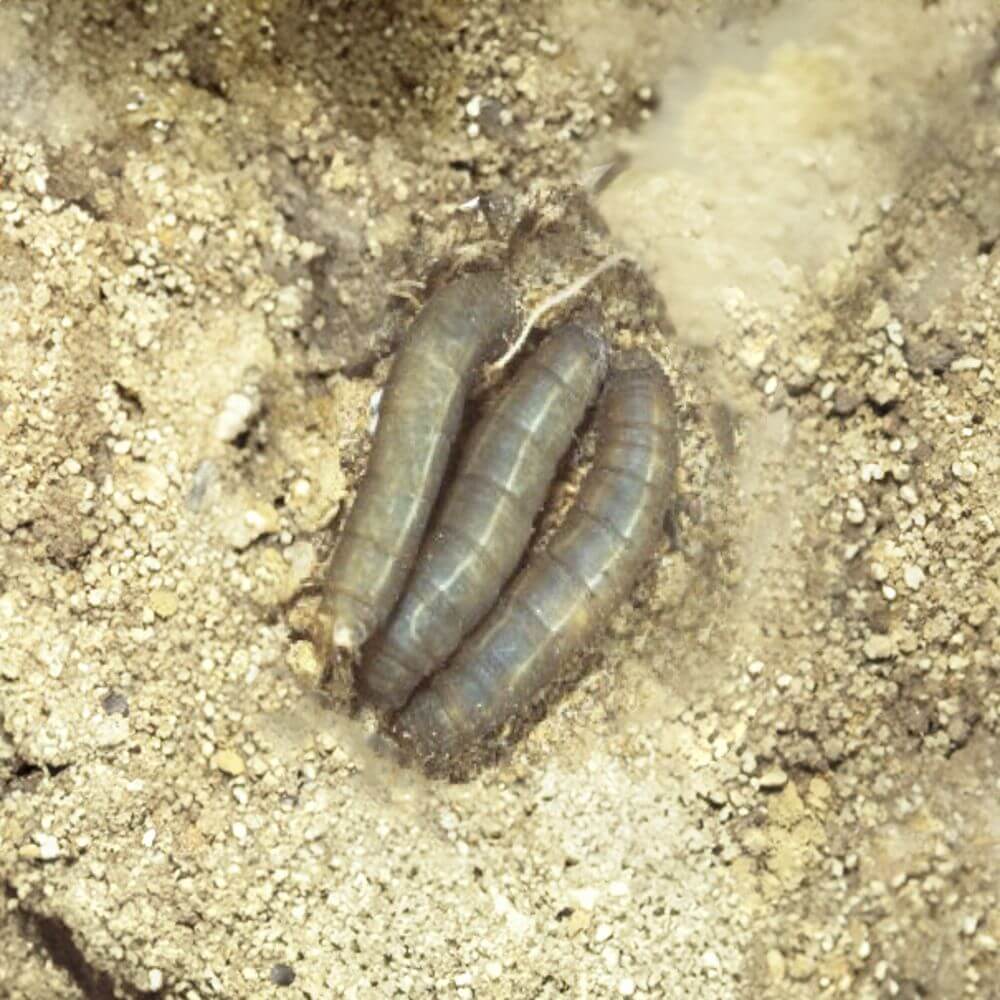 Two leatherjacket larvae bugs on sandy soil