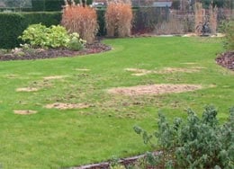 Leatherjacket Lawn Treatment Nematodes 500sq.m