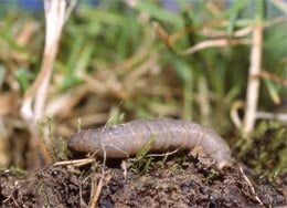 A leatherjacket larvae in a lawn