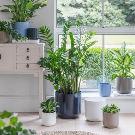 lisbon planter pots indoor