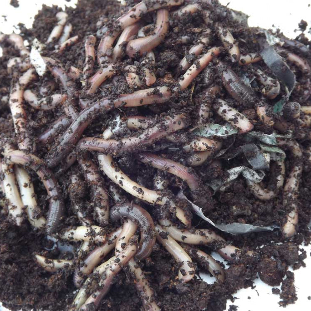 lob Worms in soil