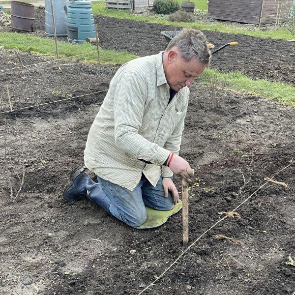 man using garden dibber in allotment