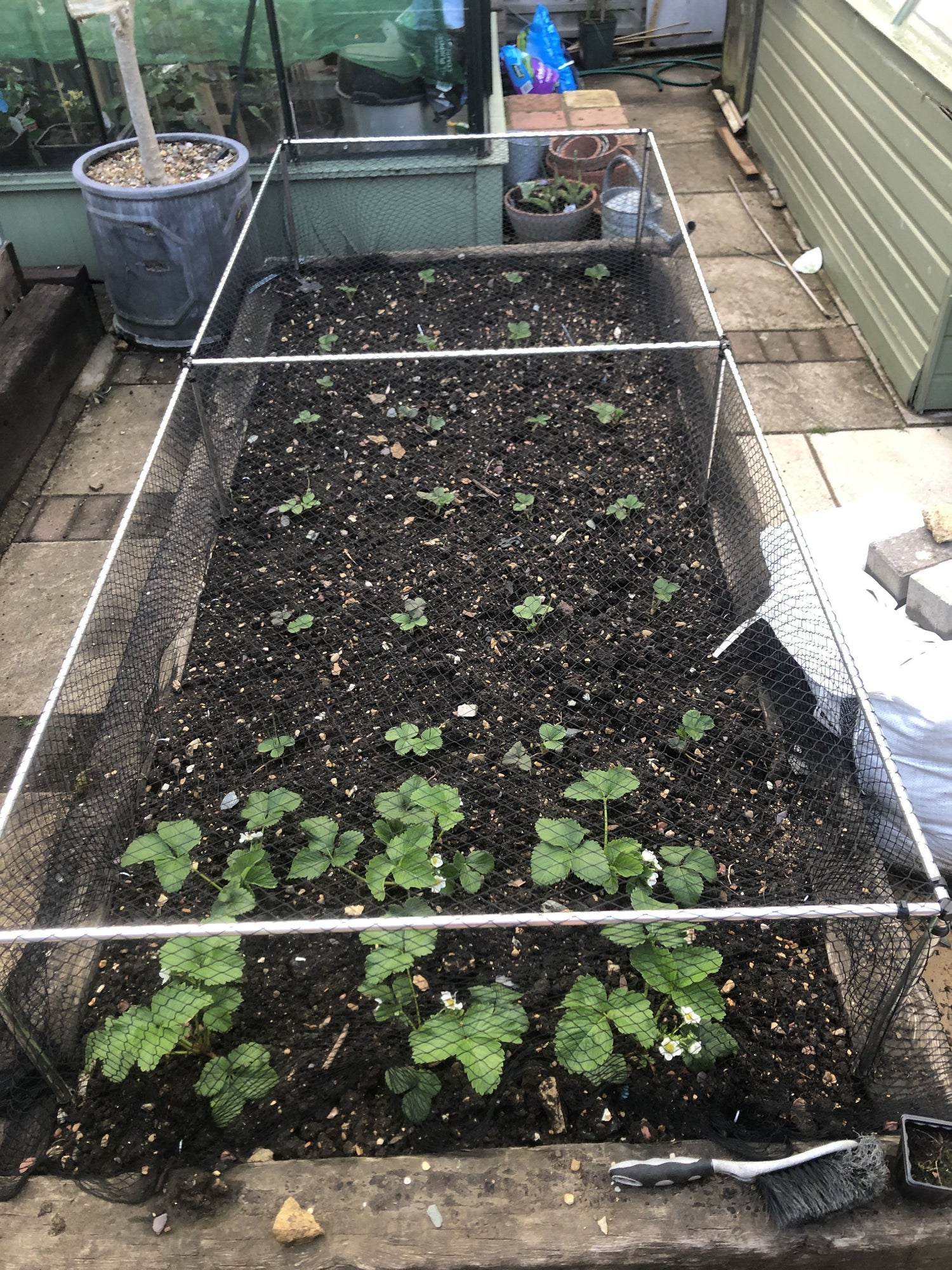 low vegetable cage with bird net