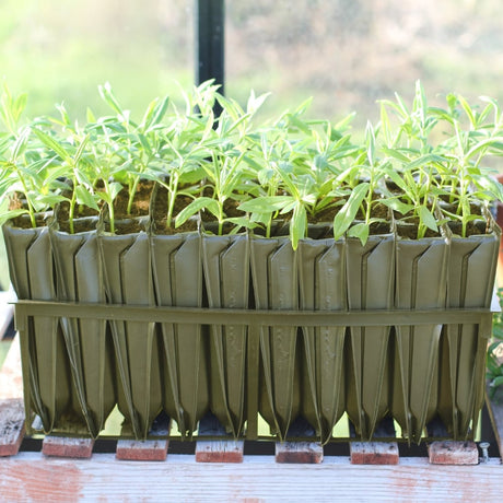 Maxi rootrainer full of seedilngs sat on wooden shelf in greenhouse