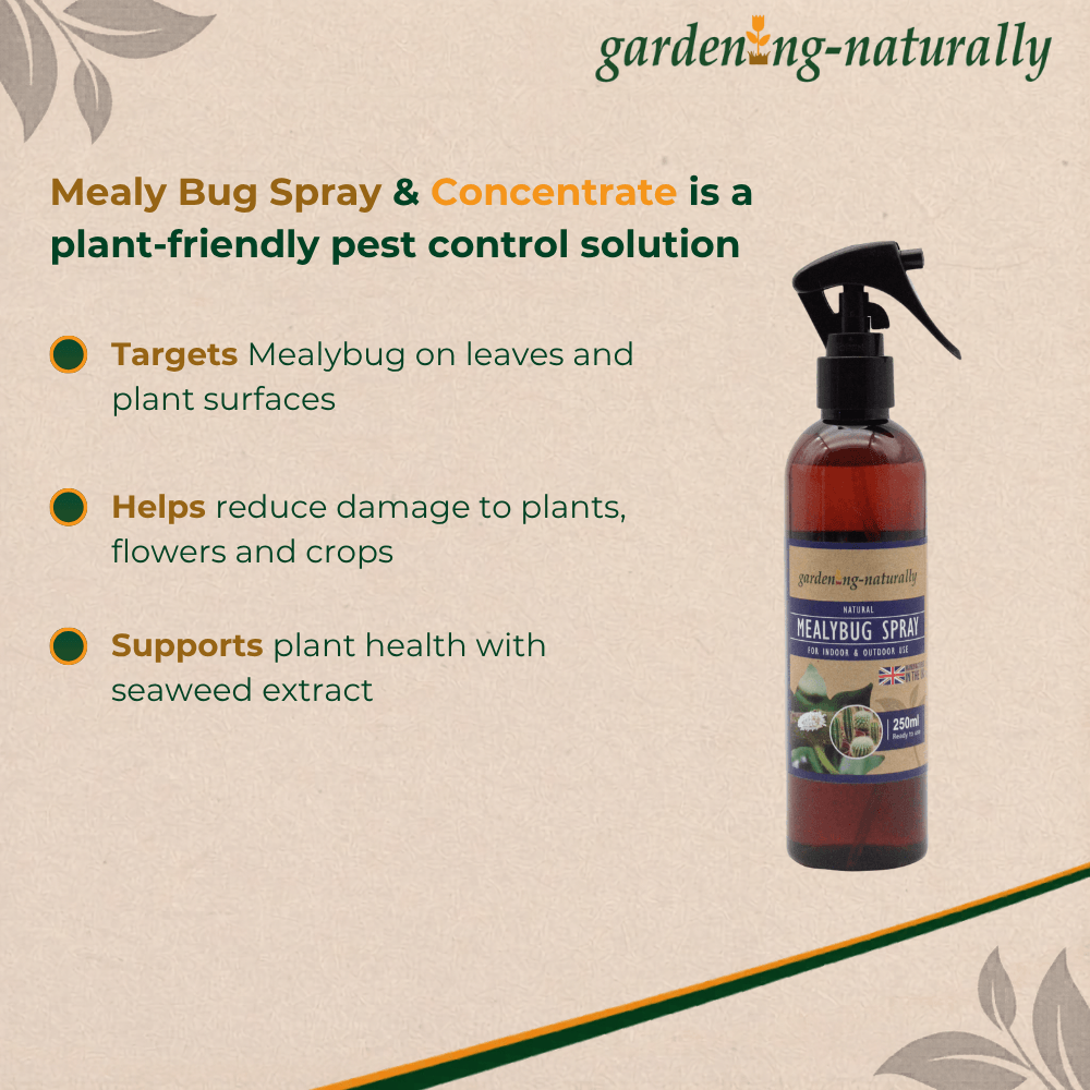 Mealy Bug Spray & Concentrate bottle with product details on a beige background