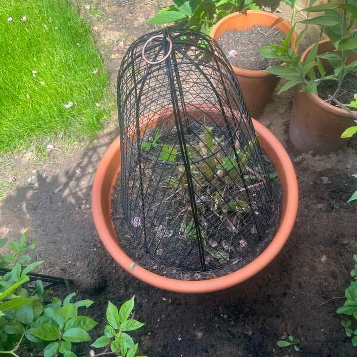 A black metal plant cage with a dome-shaped wire mesh cover and a hanging loop, shown protecting a plant inside a terracotta-colored plastic pot in an outdoor garden setting.