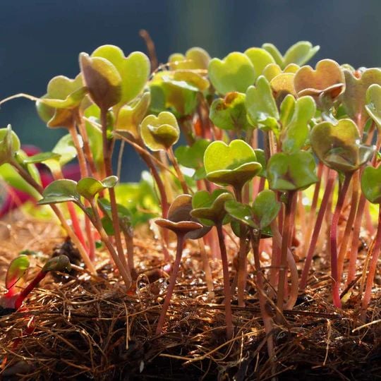 Jute Mat For Growing Microgreens (Triple Pack)