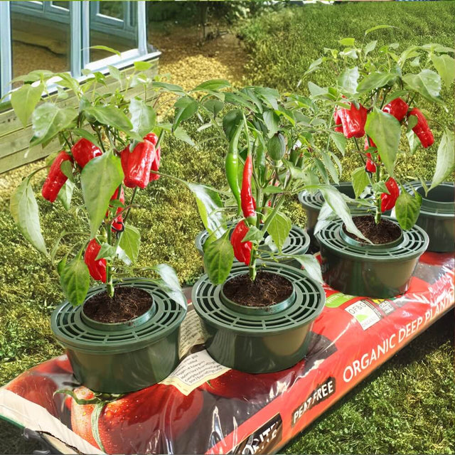 Six green mini growpots with soil, containing red chili plants and placed in growbag with a greenhouse in the background.