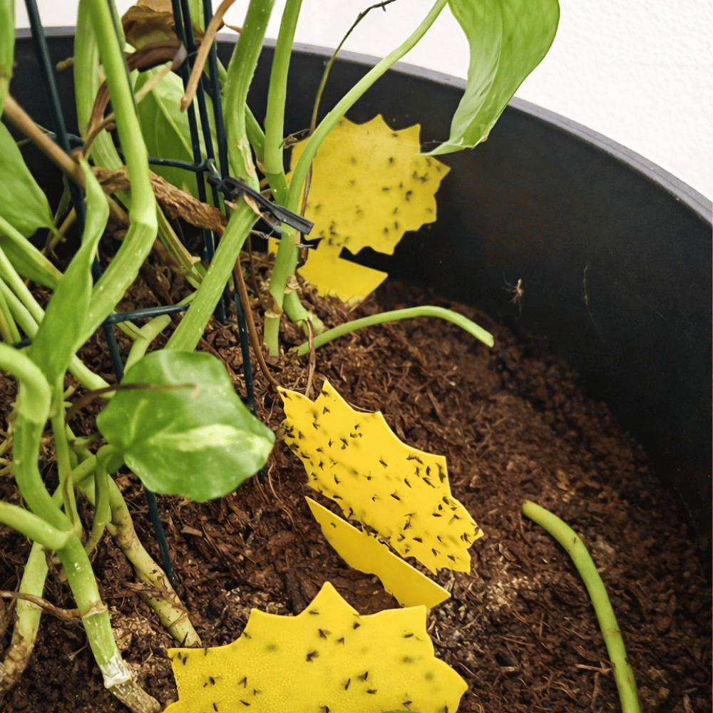Yellow sticky traps in a pot with plants, used for pest control.