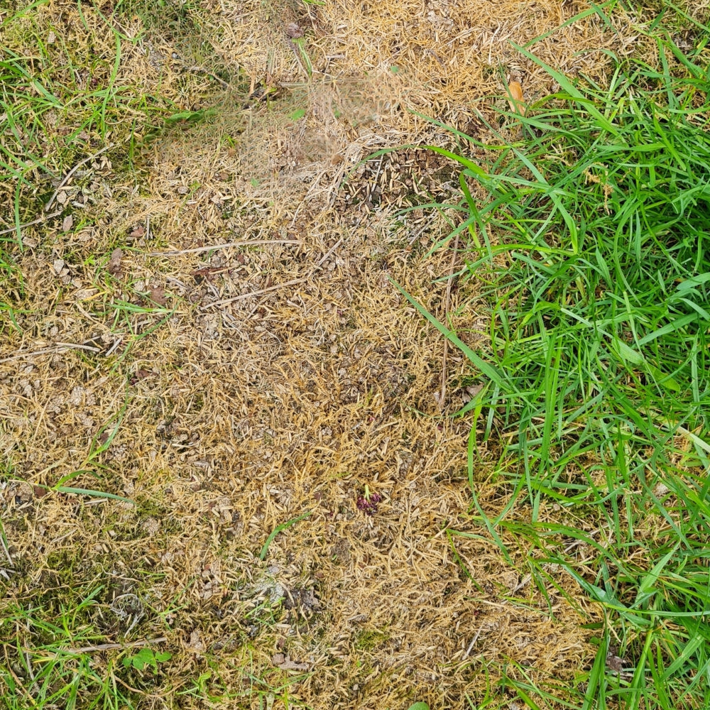 mo bacter two weeks after applying