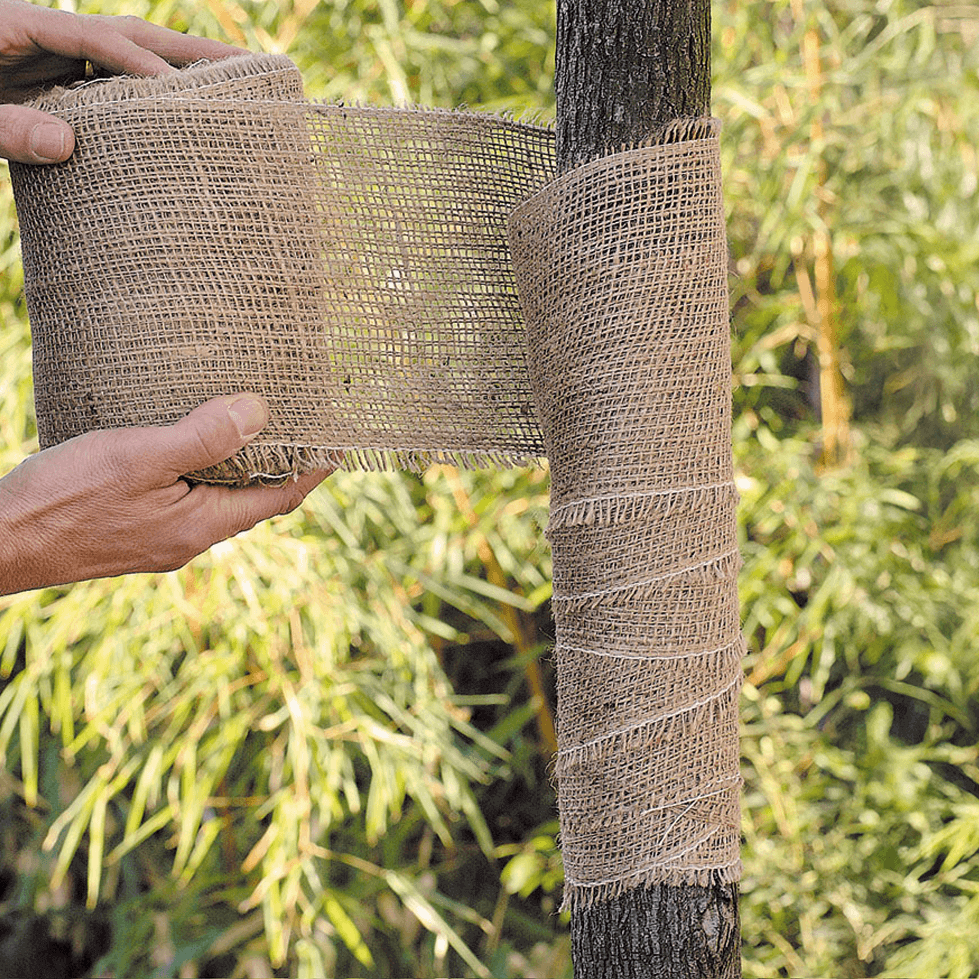 Person wrapping a roll of burlap around a tree trunk with green foliage in the background.
