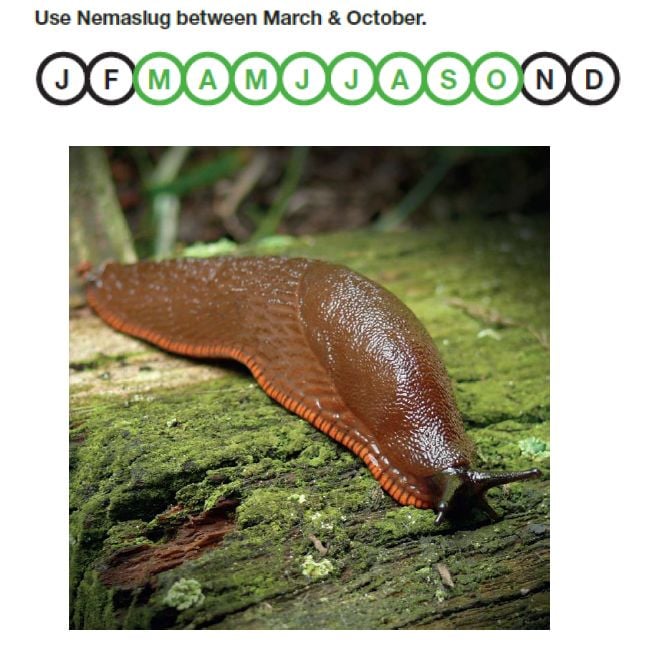 Slug Nematodes 100 sq.m Nemaslug