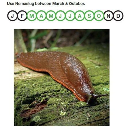 Slug Nematodes 100 sq.m Nemaslug