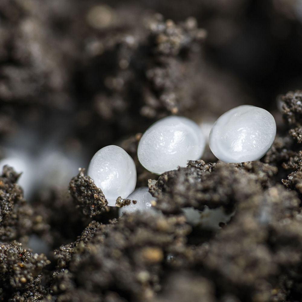 small balls full of nematodes for sciarid fly