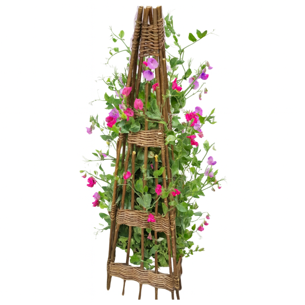 Wicker garden trellis with climbing plants on a white background