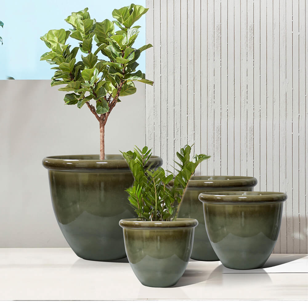 Olive plant pots with plants