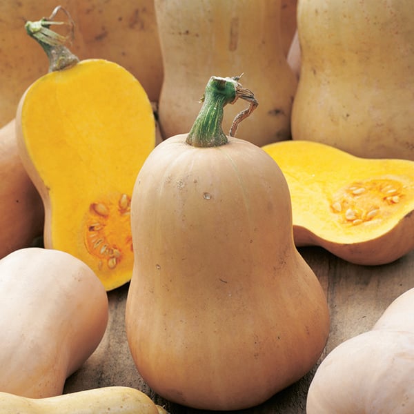 Organic Squash Seeds – Courgette Grow Kit