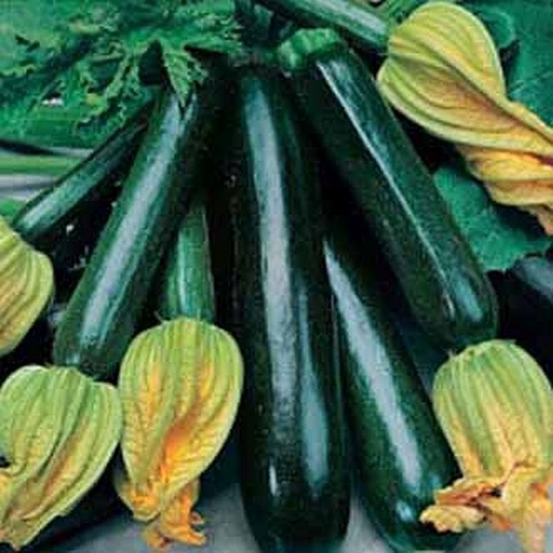 Organic Courgette Seeds – Veg Garden Pack