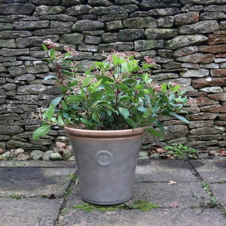 Palma plant pots