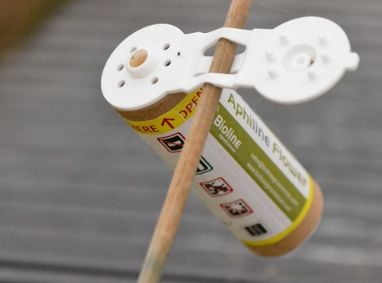 Parasitic wasp being appliedwith a cane