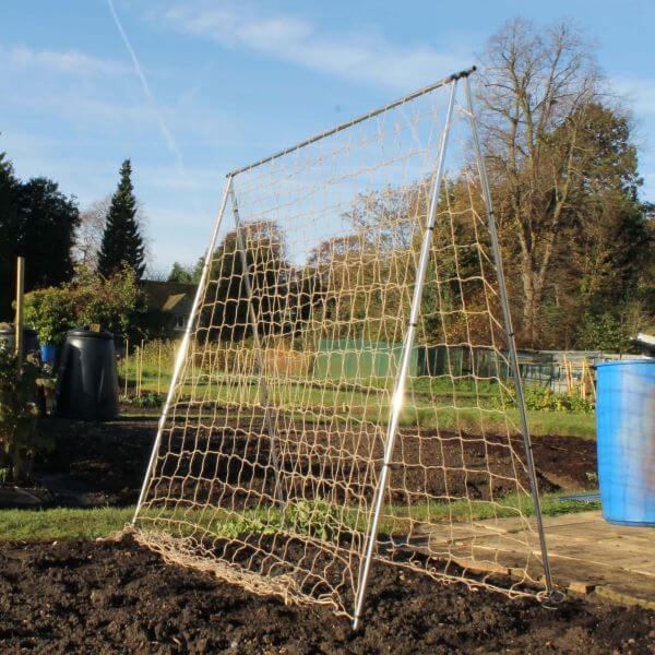 Pea and bean frame in garden