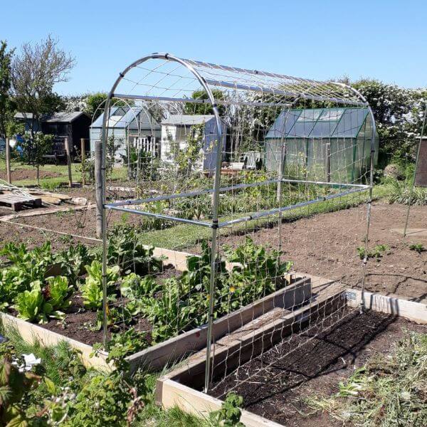 pea and bean domed frame in allotment