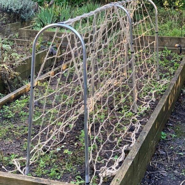 pea and bean low hoop frame with netting