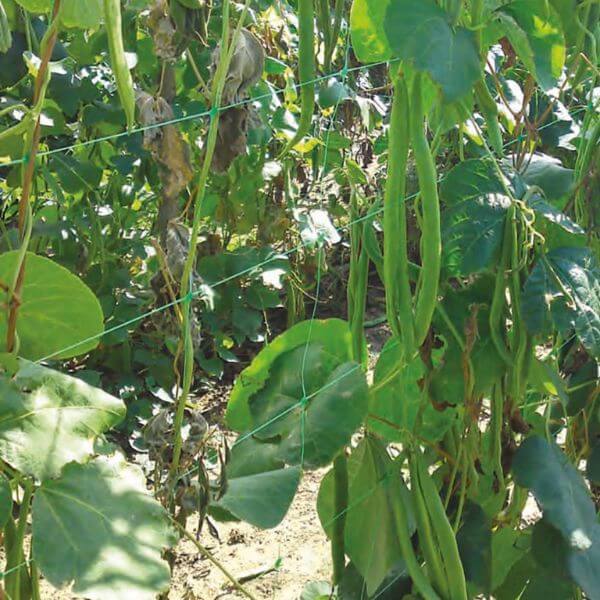 Pea and Bean netting over plants