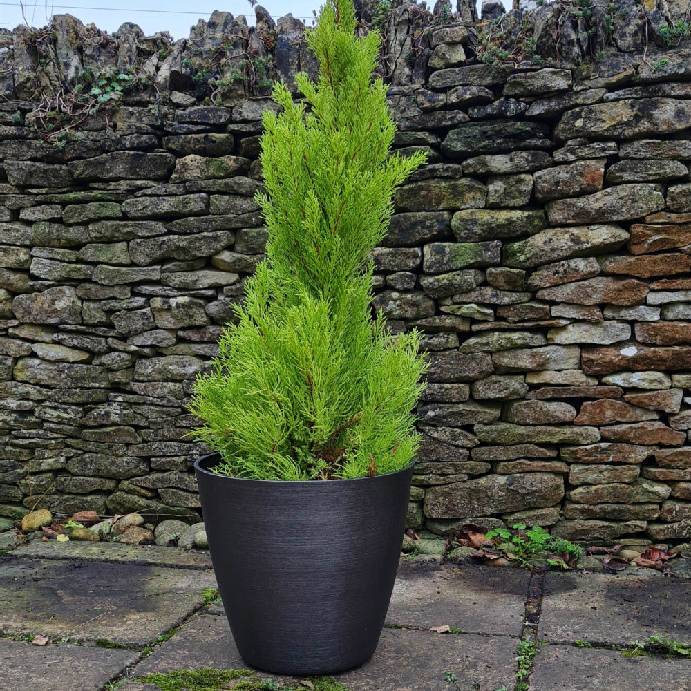 plant in the garden milan plant pot