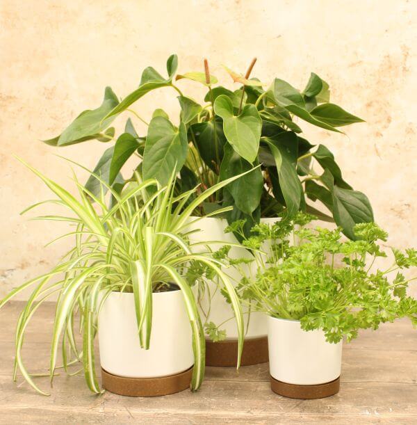 Three white plant pots with plants, in different sizes, placed on a wooden surface against a textured wall.