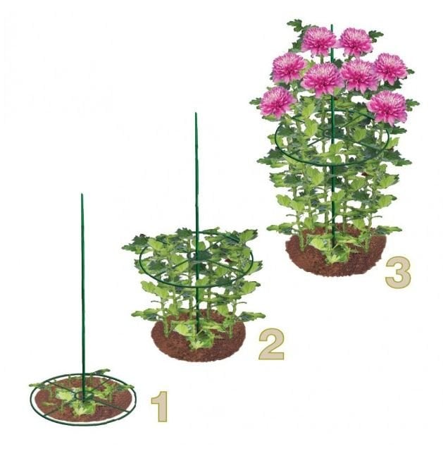 A circular green plant support ring