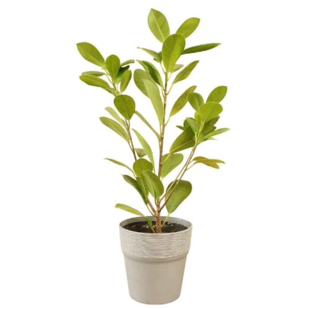 12cm Plant Pots White Grey or Copper