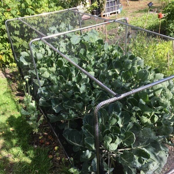 A set of portable square cloche tunnels with a domed cage design, used to protect plants in a garden setting. The tunnels are set on a gravel surface and there are potted plants beside them.