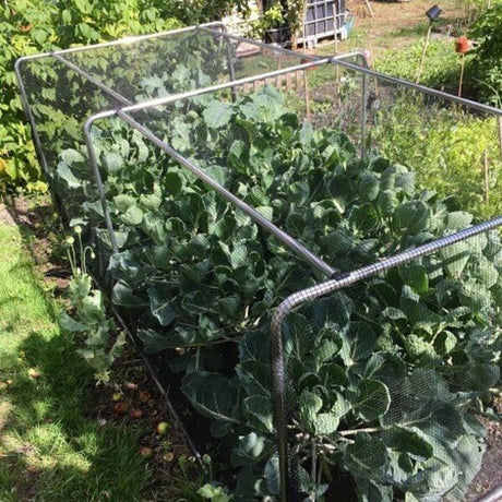 A set of portable square cloche tunnels with a domed cage design, used to protect plants in a garden setting. The tunnels are set on a gravel surface and there are potted plants beside them.