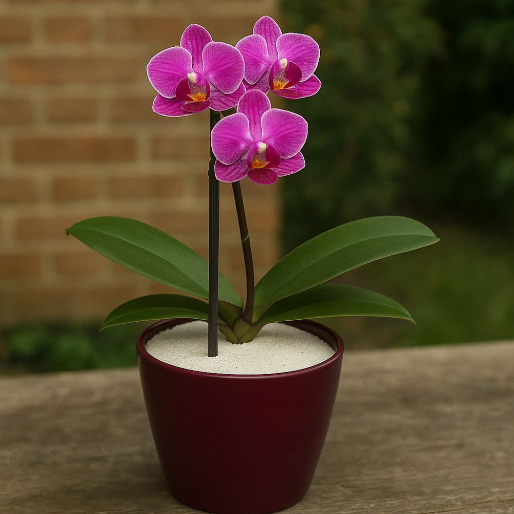 flower with diatomaceous earth