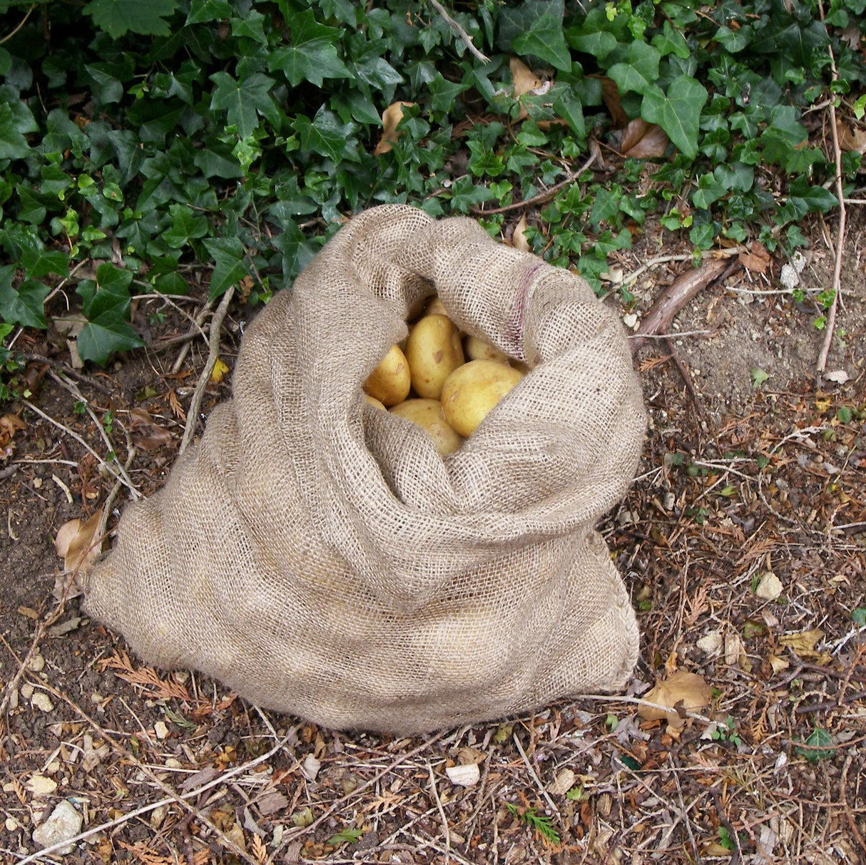 Hessian potato sack on soil