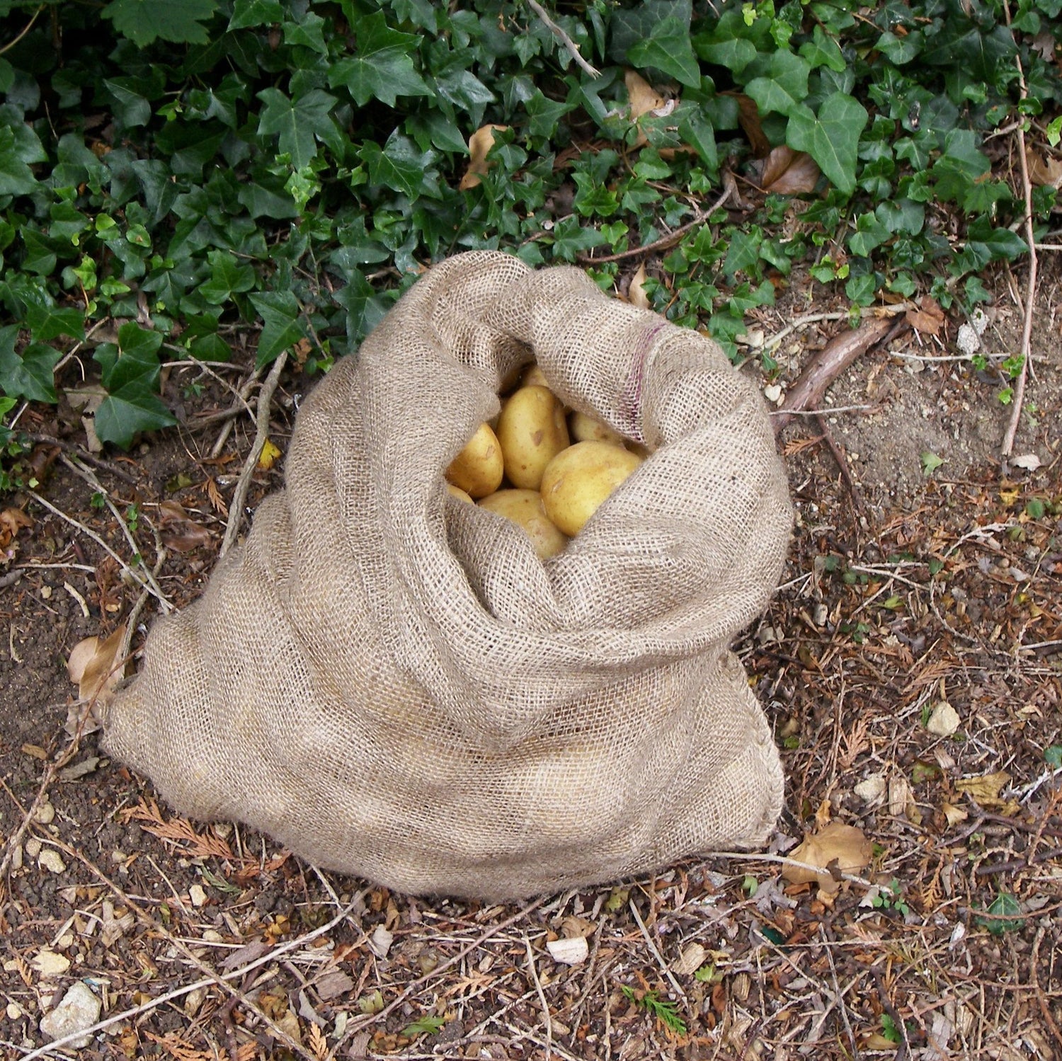 Hessian potato sack on soil