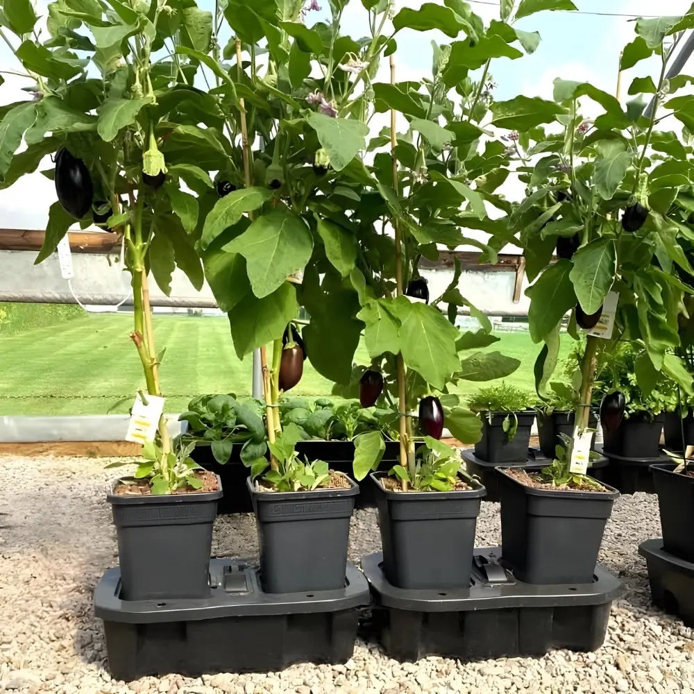 quadgrow aubergine plants